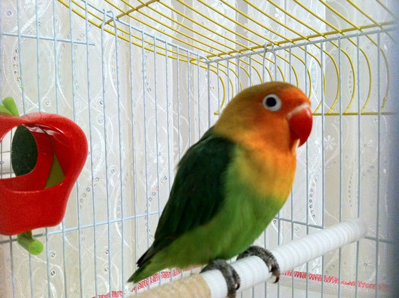 Cennet papağanımız Yeşil ve kafesi